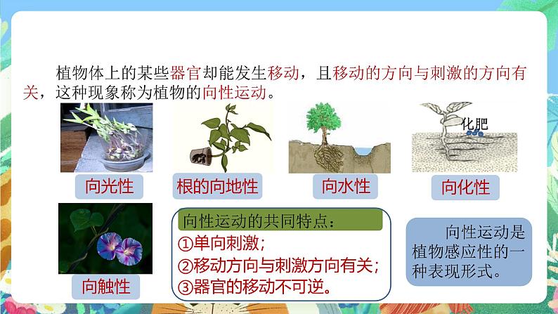 【新课标】浙教版科学八年级上册3.1《植物生命活动的调节》(第1课时)课件+素材06