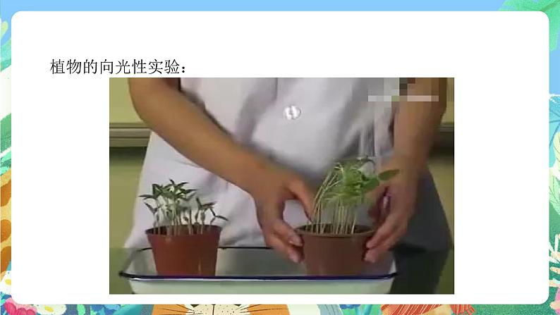 【新课标】浙教版科学八年级上册3.1《植物生命活动的调节》(第1课时)课件+素材07