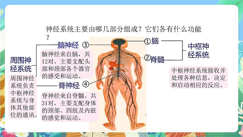 【新课标】浙教版科学八年级上册3.3《神经调节》(第2课时)课件+素材05