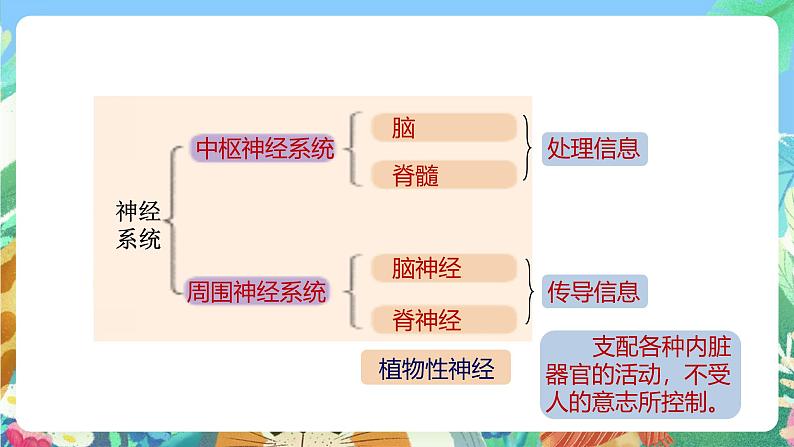【新课标】浙教版科学八年级上册3.3《神经调节》(第2课时)课件+素材06