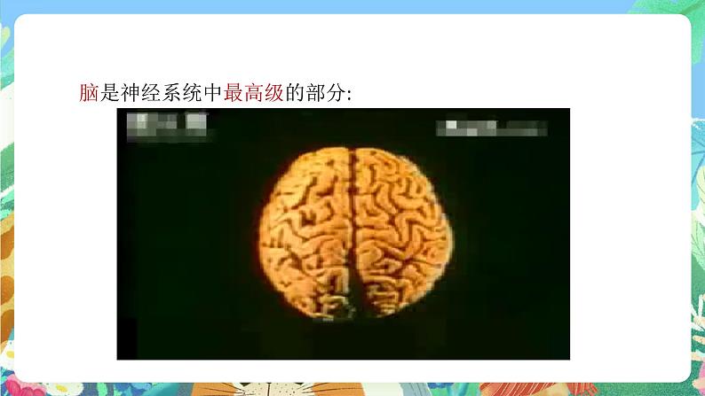 【新课标】浙教版科学八年级上册3.3《神经调节》(第2课时)课件+素材07