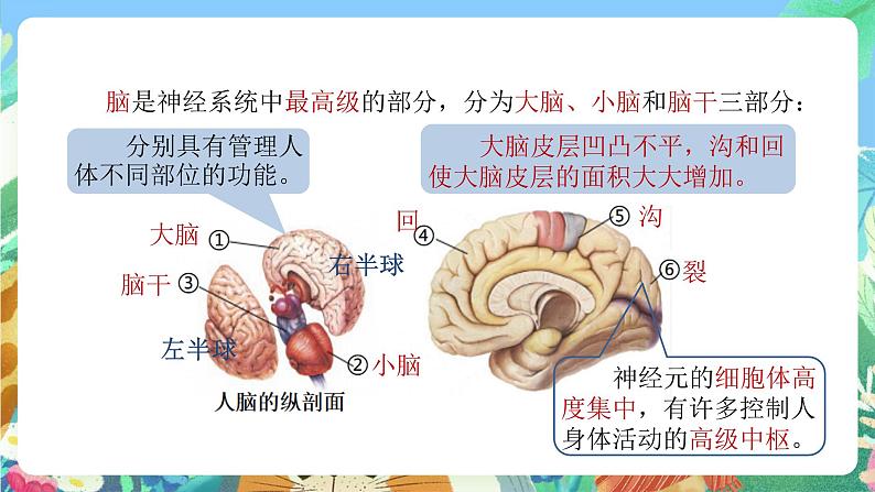 【新课标】浙教版科学八年级上册3.3《神经调节》(第2课时)课件+素材08