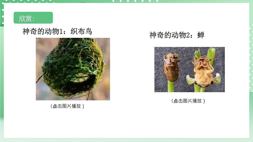 【核心素養(yǎng)】浙教版科學七年級上冊 1.1《科學并不神秘》 課件第4頁