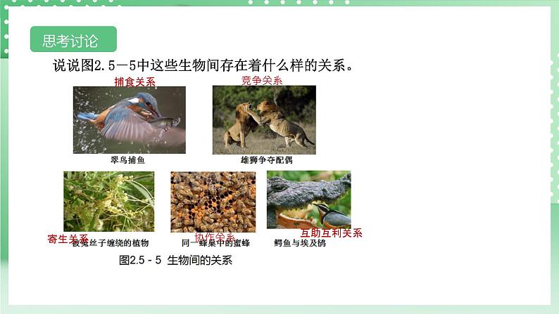 【核心素养】浙教版科学七年级上册 2.5《生物的多样性》(第1课时)课件+教案+学案+素材08