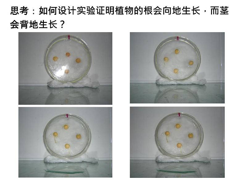 浙教版初中科学8上第1节 植物生命活动的调节 课件06