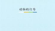 初中科学浙教版八年级上册第4节 动物的行为精品ppt课件