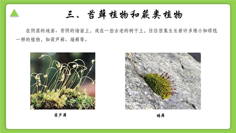 【核心素养】浙教版(2024)科学七年级上册 第2章 第2节 形形色色的植物(同步课件)08