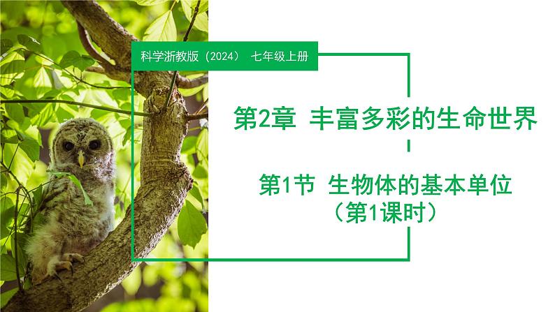 ( 浙教版2024)七年级科学上册2.1 生物体的基本单位(第1课时) 课件+教案+导学案+同步作业01
