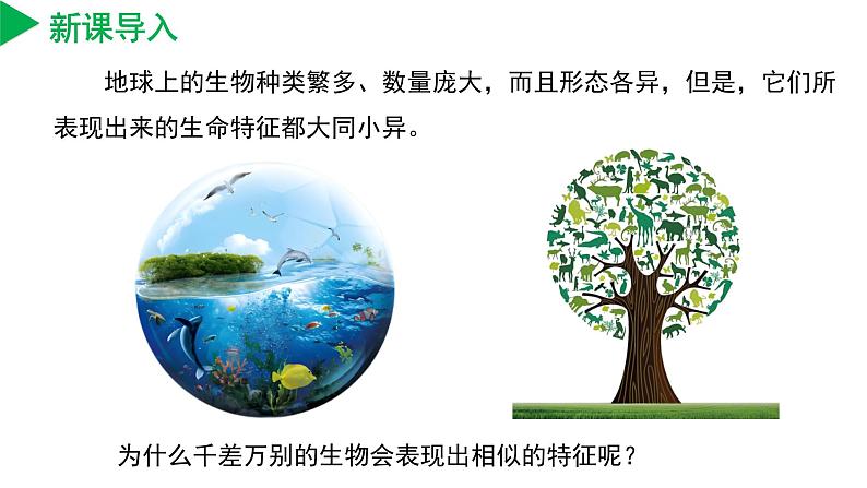 ( 浙教版2024)七年级科学上册2.1 生物体的基本单位(第1课时) 课件+教案+导学案+同步作业04