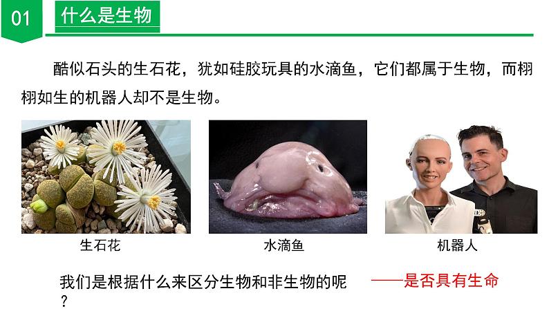 ( 浙教版2024)七年级科学上册2.1 生物体的基本单位(第1课时) 课件+教案+导学案+同步作业06