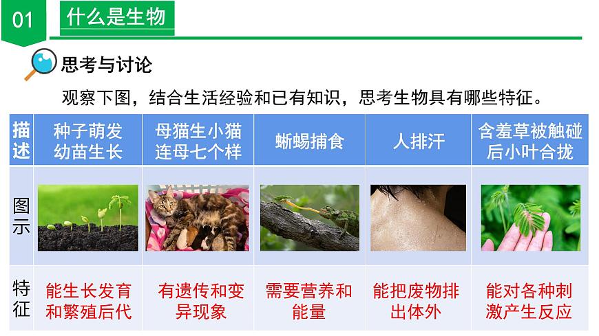 2.1 生物體的基本單位（第1課時）（教學課件） 七年級科學上冊同步（浙教版）第7頁