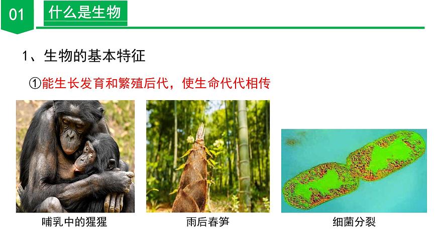2.1 生物體的基本單位（第1課時）（教學課件） 七年級科學上冊同步（浙教版）第8頁