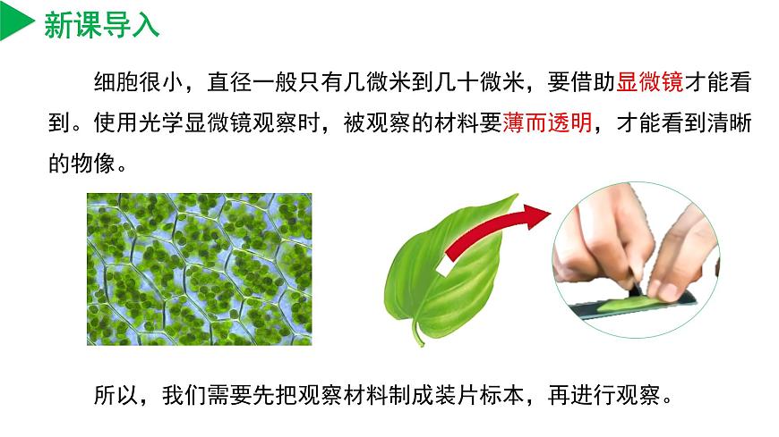 2.1 生物體的基本單位（第3課時(shí)）（教學(xué)課件） 七年級科學(xué)上冊同步（浙教版）第4頁