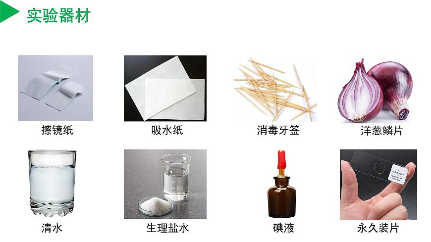 2.1 生物體的基本單位（第3課時(shí)）（教學(xué)課件） 七年級科學(xué)上冊同步（浙教版）第6頁