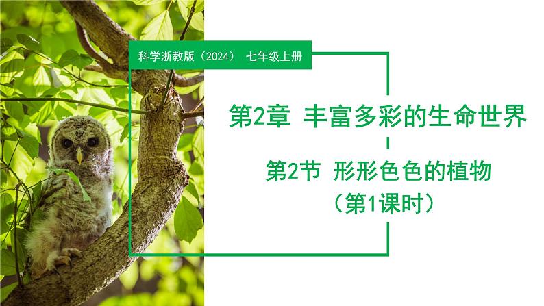 ( 浙教版2024)七年级科学上册2.2 形形色色的植物(第1课时) 课件+教案+导学案+同步作业01