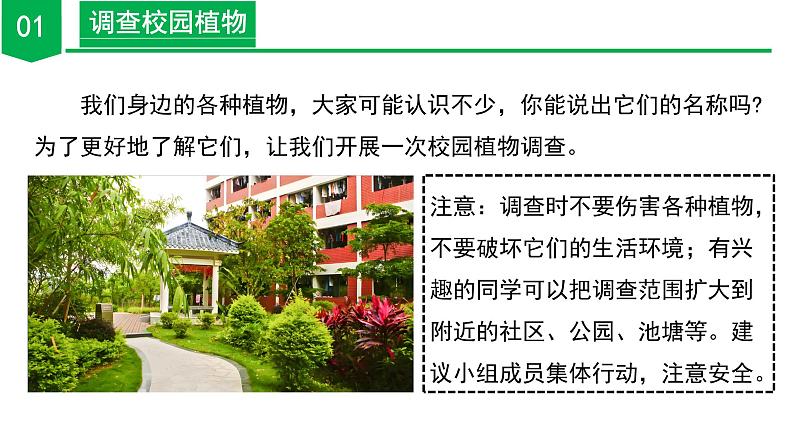 ( 浙教版2024)七年级科学上册2.2 形形色色的植物(第1课时) 课件+教案+导学案+同步作业06