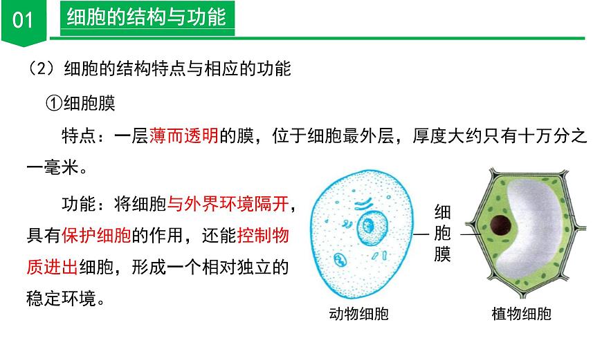 【核心素養(yǎng)】浙教版科學(xué)七年級(jí)上冊(cè) 2.1 生物體的基本單位（第4課時(shí)）（教學(xué)課件）第8頁(yè)