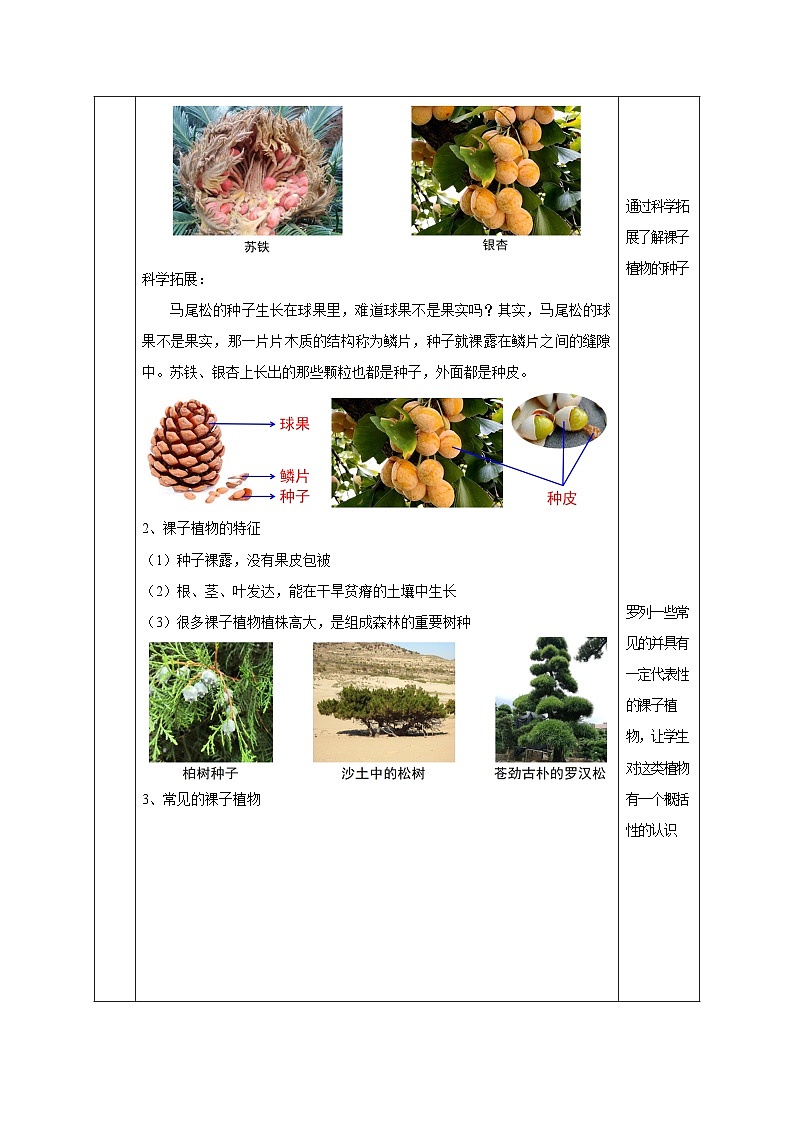 【核心素养】浙教版科学七年级上册 2.2 形形色色的植物(第2课时)(教学课件+同步教案+同步练习)03