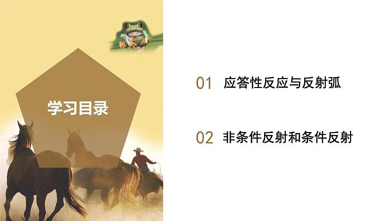 【核心素养】浙教版科学八年级上册 3.3 神经调节(第3课时)(教学课件)第2页