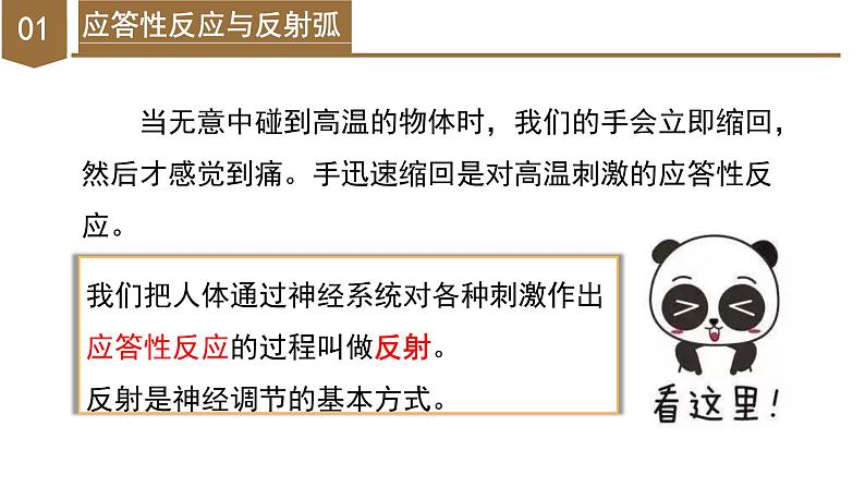 【核心素养】浙教版科学八年级上册 3.3 神经调节(第3课时)(教学课件)第6页