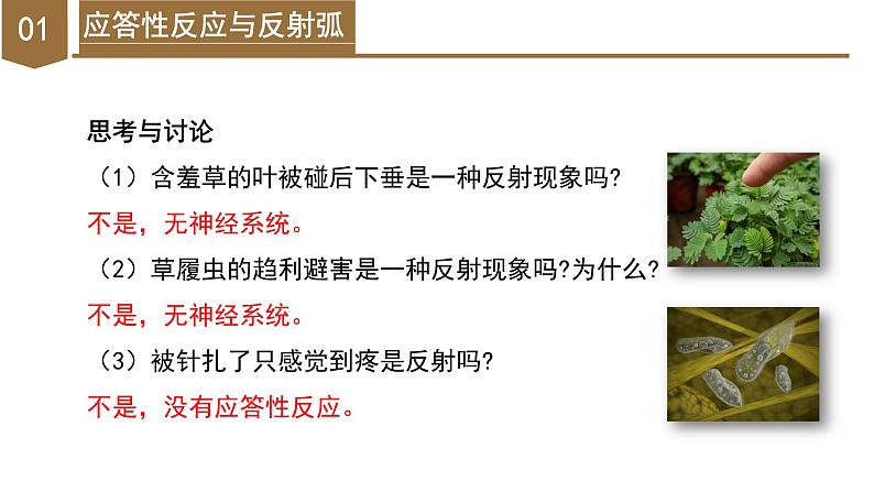 【核心素养】浙教版科学八年级上册 3.3 神经调节(第3课时)(教学课件)第8页