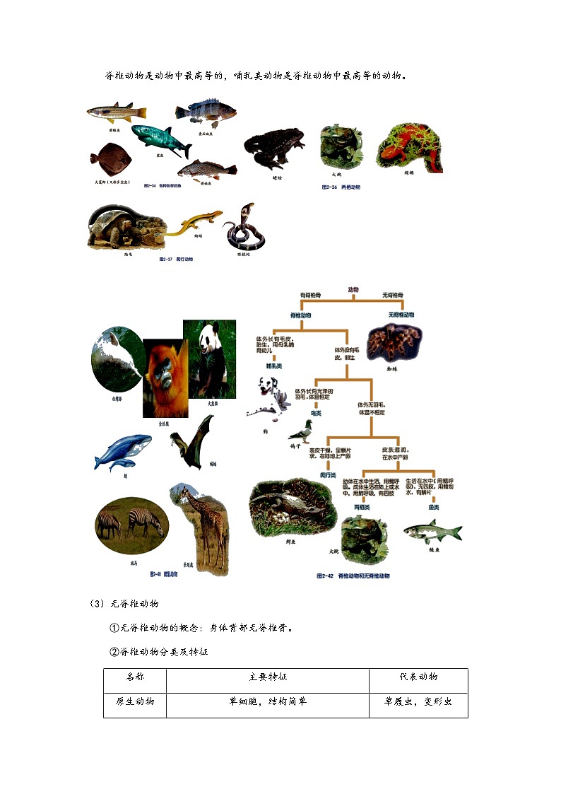浙教版科学七年级上册“培优提高”秋季班讲义(七):常见的动物与植物【含答案】第2页