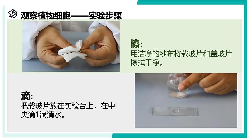 2.1 生物體的基本單位（第3課時(shí)）-初中科學(xué)七年級(jí)上冊(cè) 同步教學(xué)課件+素材（浙教版2024）第5頁(yè)