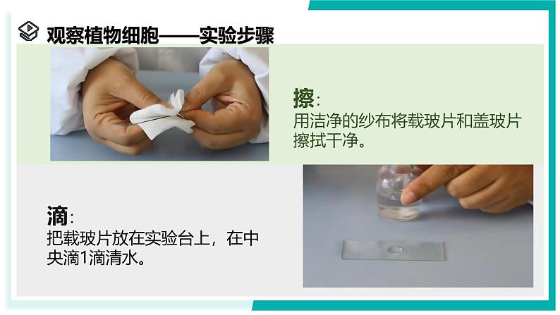 2.1 生物体的基本单位(第3课时)-初中科学七年级上册 同步教学课件+素材(浙教版2024)05