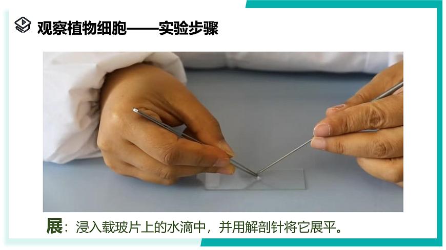 2.1 生物體的基本單位（第3課時(shí)）-初中科學(xué)七年級(jí)上冊(cè) 同步教學(xué)課件+素材（浙教版2024）第7頁(yè)