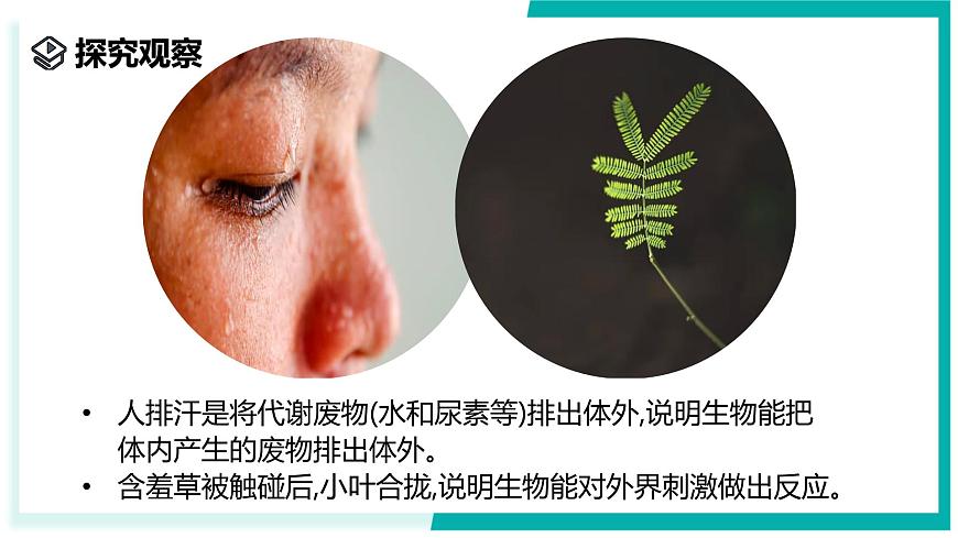 2.1 生物體的基本單位（第1課時）-初中科學(xué)七年級上冊 同步教學(xué)課件+素材（浙教版2024）第4頁