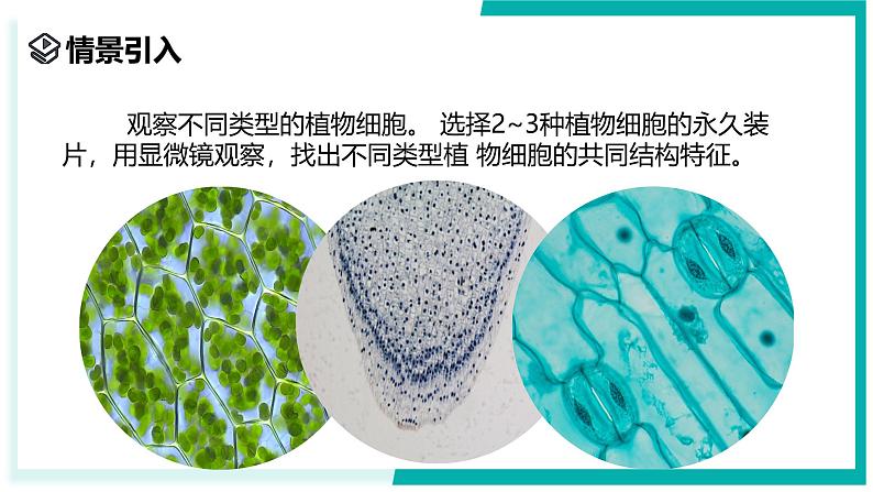 2.1 生物体的基本单位(第4课时)-初中科学七年级上册 同步教学课件(浙教版2024)02
