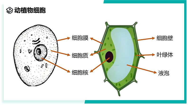 2.1 生物体的基本单位(第4课时)-初中科学七年级上册 同步教学课件(浙教版2024)05