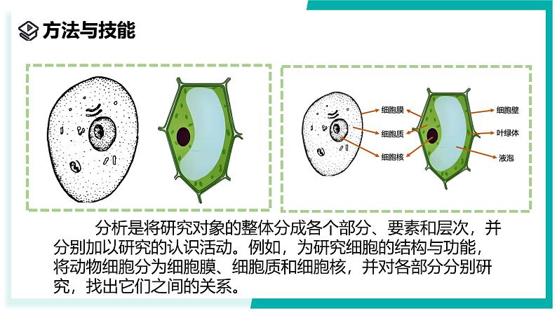 2.1 生物体的基本单位(第4课时)-初中科学七年级上册 同步教学课件(浙教版2024)06