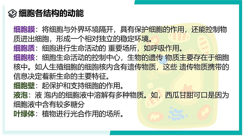 2.1 生物体的基本单位(第4课时)-初中科学七年级上册 同步教学课件(浙教版2024)07