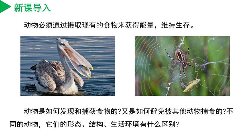 【核心素養(yǎng)】浙教版科學七年級上冊 2.3 多姿多彩的動物（第1課時）（教學課件）第4頁