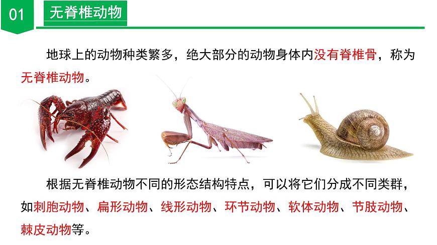 【核心素養(yǎng)】浙教版科學七年級上冊 2.3 多姿多彩的動物（第1課時）（教學課件）第6頁