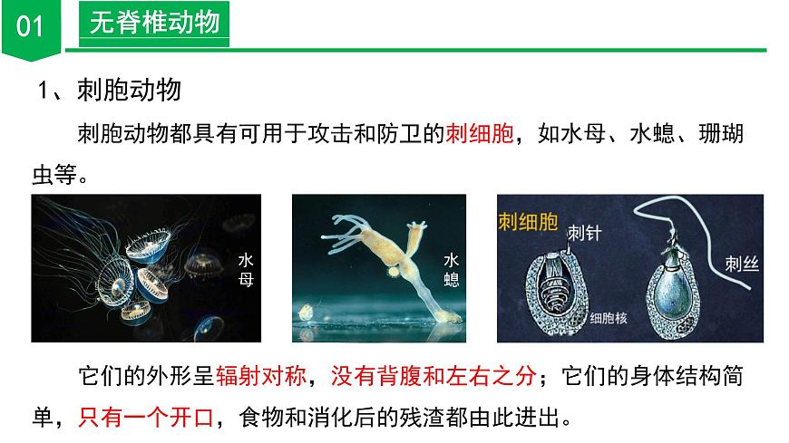 【核心素養(yǎng)】浙教版科學七年級上冊 2.3 多姿多彩的動物（第1課時）（教學課件）第7頁