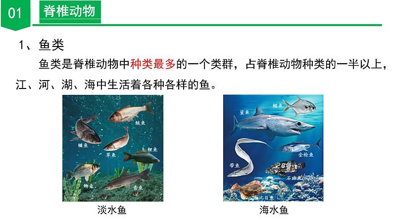 【核心素养】浙教版科学七年级上册 2.3 多姿多彩的动物(第2课时)(教学课件+教学设计+同步练习)07