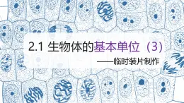 （浙教版2024）七年级上册科学同步课件2-1生物体的基本单位（第3课时） 课件