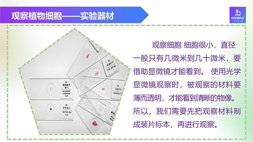 （浙教版2024）七年級上冊科學(xué)同步課件2-1生物體的基本單位（第3課時） 課件第2頁