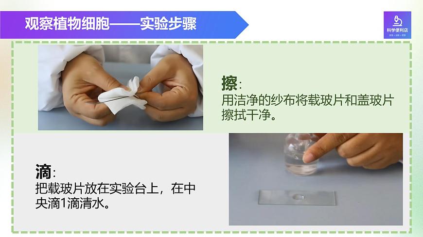 （浙教版2024）七年級上冊科學(xué)同步課件2-1生物體的基本單位（第3課時） 課件第5頁