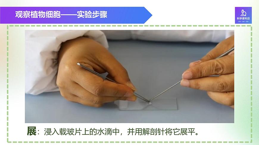 （浙教版2024）七年級上冊科學(xué)同步課件2-1生物體的基本單位（第3課時） 課件第7頁