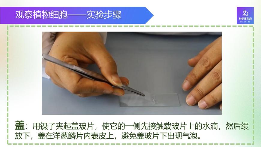 （浙教版2024）七年級上冊科學(xué)同步課件2-1生物體的基本單位（第3課時） 課件第8頁