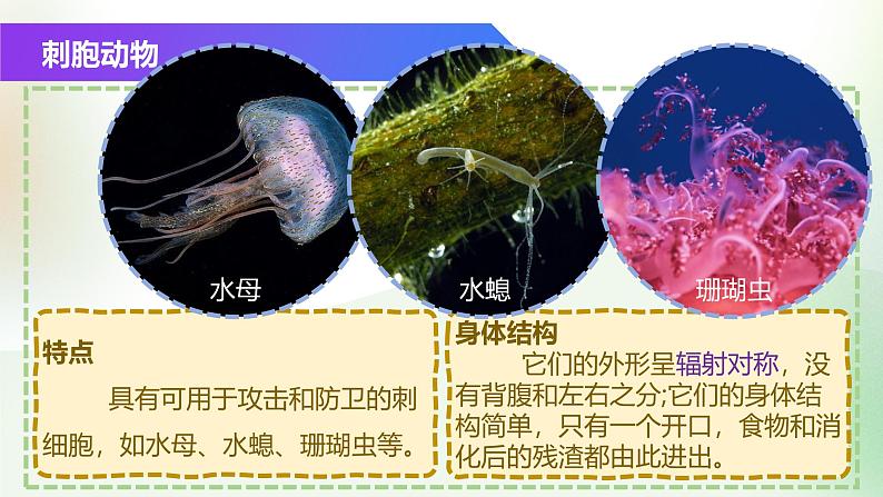 (浙教版2024)七年级上册科学同步课件2-3 多姿多彩的动物(第1课时)课件第3页