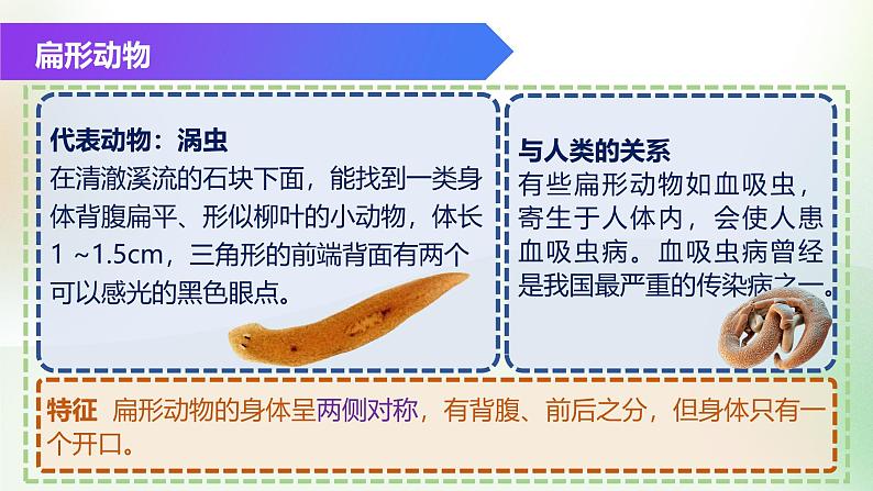 (浙教版2024)七年级上册科学同步课件2-3 多姿多彩的动物(第1课时)课件第5页