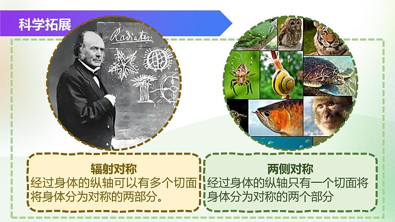 (浙教版2024)七年级上册科学同步课件2-3 多姿多彩的动物(第1课时)课件第6页