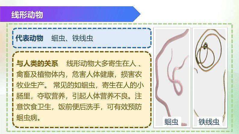 (浙教版2024)七年级上册科学同步课件2-3 多姿多彩的动物(第1课时)课件第8页