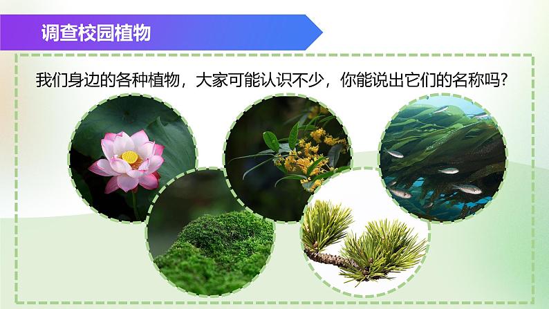 (浙教版2024)七年级上册科学同步课件2.2 形形色色的植物(第1课时)课件第2页