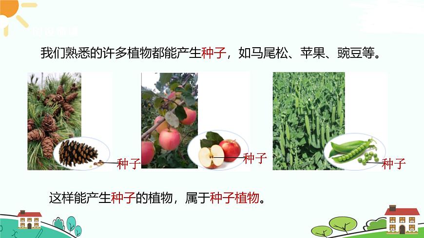 浙教版2024七年級上冊科學第2節(jié)  形形色色的植物（第2課時） 課件第2頁