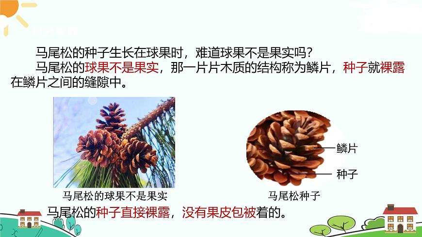 浙教版2024七年級上冊科學第2節(jié)  形形色色的植物（第2課時） 課件第4頁